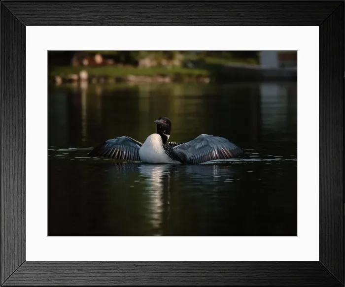 Framed Print : Close up of common loon with wings outstretched on lake in summer