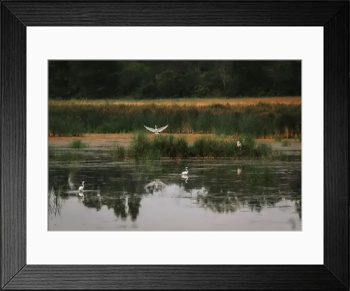 Framed Print : Heron and white egrets in a marshy wetland on summer day Framed Print : Heron and white egrets in a marshy wetland on summer day