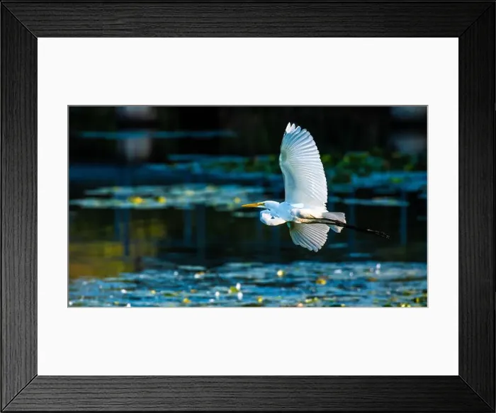 Framed Print : A beautiful great white egret flying over the lake in south Ontario of Canada Framed Print : A beautiful great white egret flying over the lake in south Ontario of Canada