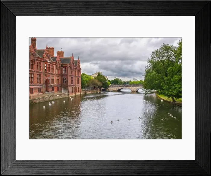 Framed Print : A group of Mute Swans Framed Print : A group of Mute Swans