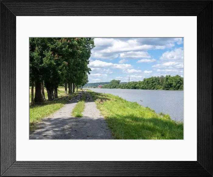 Framed Print : A lot of Canada geese ( Branta canadensis ) walking on a dirt road near the river bank Framed Print : A lot of Canada geese ( Branta canadensis ) walking on a dirt road near the river bank