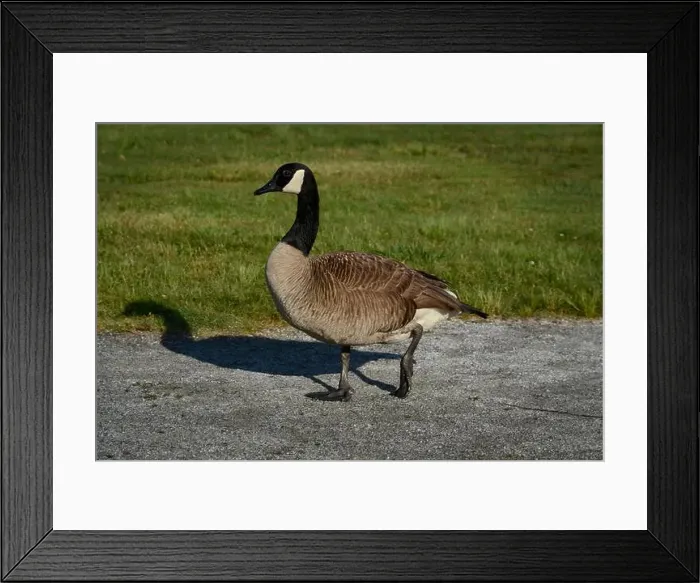 Framed Print : Canada geese (Branta canadenis) in a public park in Flat Rock, North Carolina Framed Print : Canada geese (Branta canadenis) in a public park in Flat Rock, North Carolina