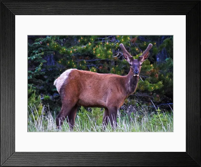 Framed Print : Bull Elk. Jasper Alberta, Canada Framed Print : Bull Elk. Jasper Alberta, Canada
