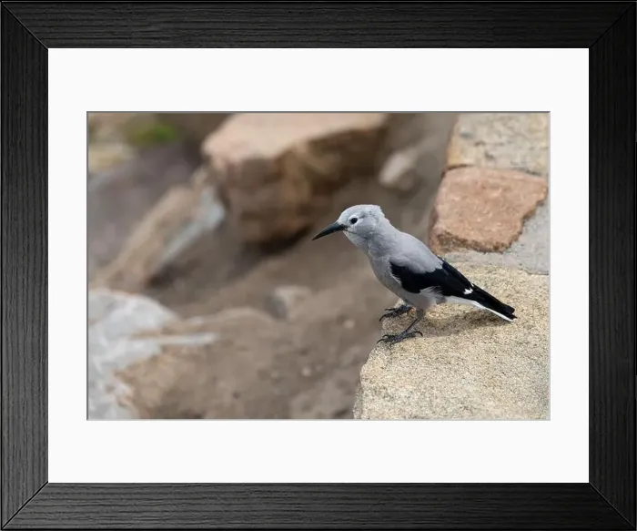 Framed Print : Close up of a Clark's Nutcracker Bird in Rocky Mountain National Park Framed Print : Close up of a Clark's Nutcracker Bird in Rocky Mountain National Park