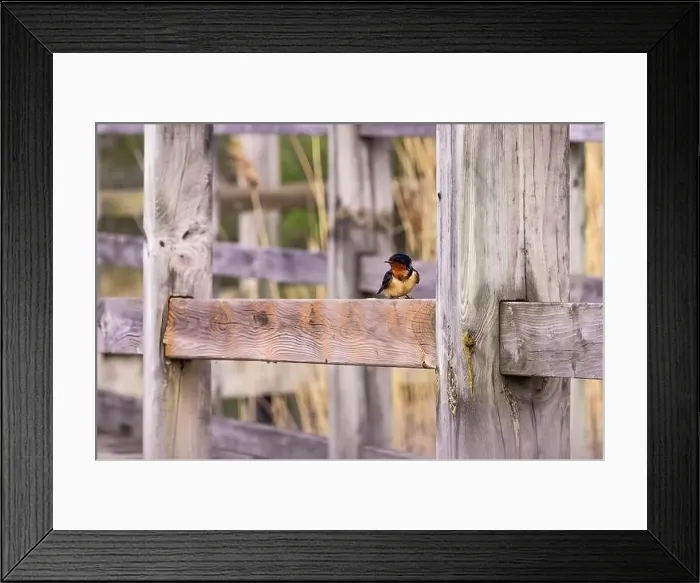 Framed Print : Barn Swallow Resting on Wooden Fence Framed Print : Barn Swallow Resting on Wooden Fence