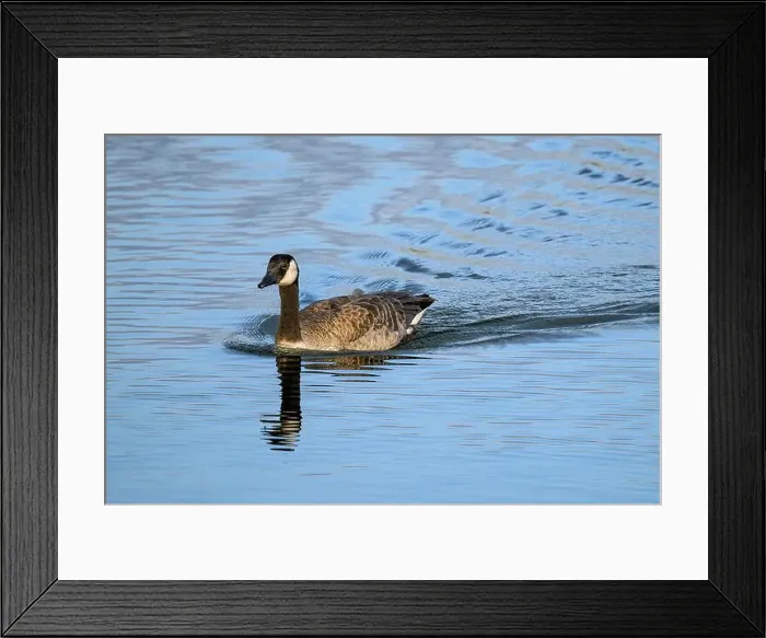 Framed Print : Canada Goose swimming quickly to the shore leaving a water wake behind it, taken at Chew Valley lake