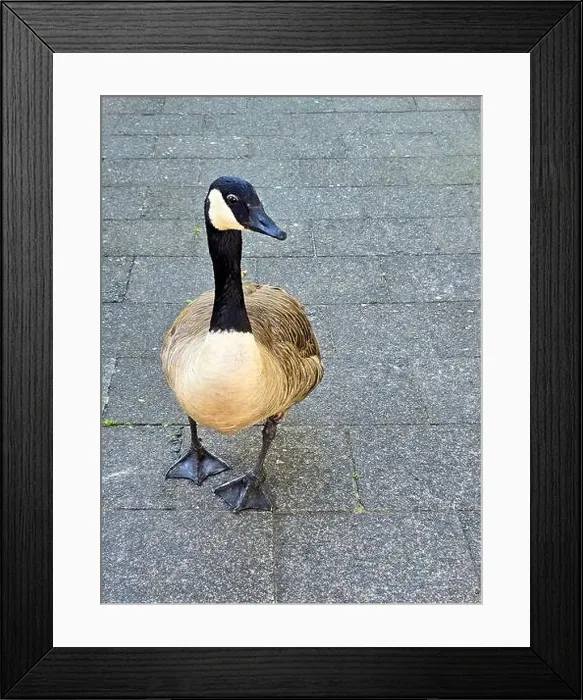 Framed Print : A Canada goose waddles fearlessly through the city Framed Print : A Canada goose waddles fearlessly through the city
