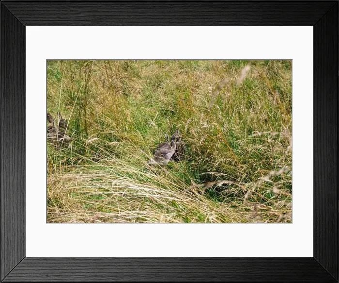 Framed Print : Chicks of Canada geese ( Branta canadensis ) almost hidden in the tall grass in the wild Framed Print : Chicks of Canada geese ( Branta canadensis ) almost hidden in the tall grass in the wild
