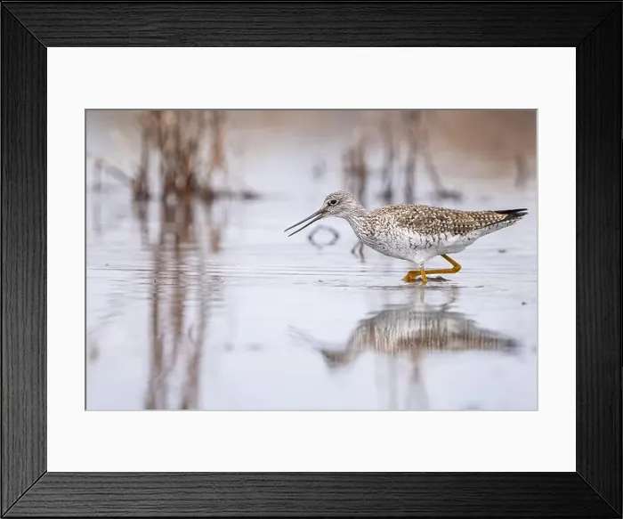 Framed Print : Greater yellowlegs wading in shallow waters along the St.Lawrence River Framed Print : Greater yellowlegs wading in shallow waters along the St.Lawrence River