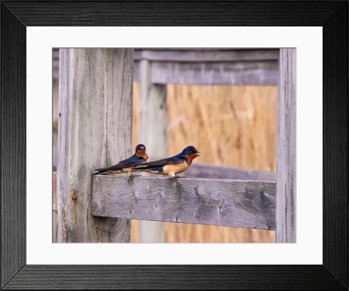 Framed Print : A Pair of Barn Swallows Perched on Wooden Fence Framed Print : A Pair of Barn Swallows Perched on Wooden Fence