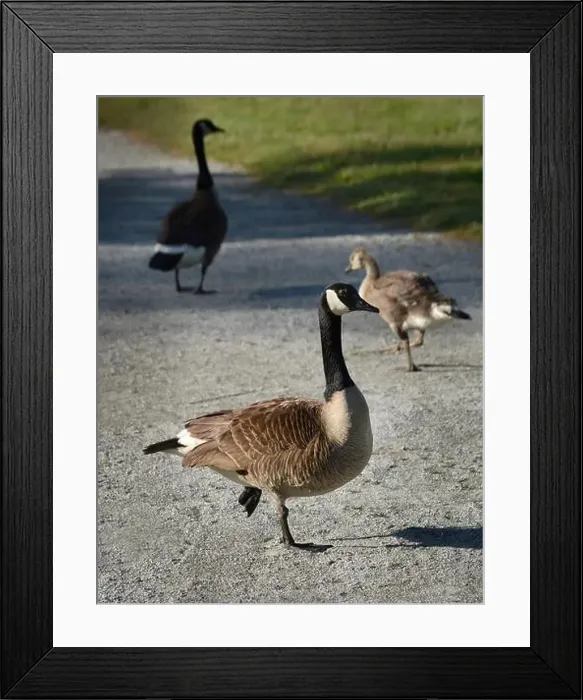 Framed Print : Canada geese (Branta canadenis) in a public park in Flat Rock, North Carolina Framed Print : Canada geese (Branta canadenis) in a public park in Flat Rock, North Carolina