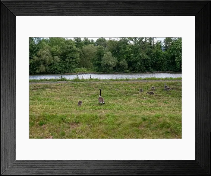 Framed Print : Many Canada geese ( Branta canadensis ) on a green meadow near the river bank Framed Print : Many Canada geese ( Branta canadensis ) on a green meadow near the river bank