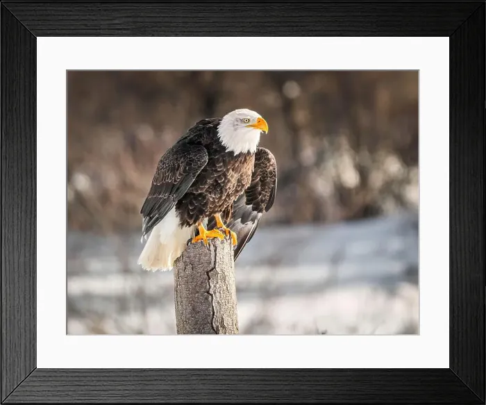 Framed Print : A bald eagle perches on a dead tree in Southern Ontario, Canada Framed Print : A bald eagle perches on a dead tree in Southern Ontario, Canada