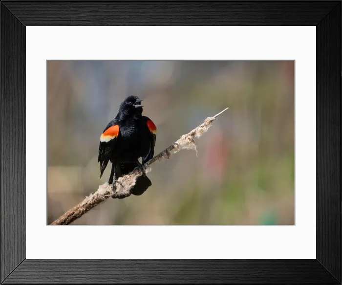 Framed Print : A male red winged blackbird perched and singing in a marsh along the St. Lawrence River Framed Print : A male red winged blackbird perched and singing in a marsh along the St. Lawrence River