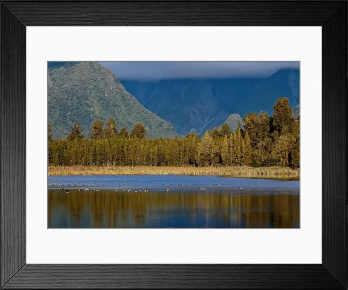 Framed Print : Canada geese float peacefully on Lake Matheson Framed Print : Canada geese float peacefully on Lake Matheson
