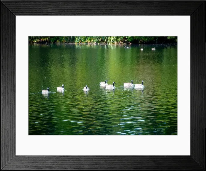 Framed Print : Canada Geese on Lake Mangamahoe - New Zealand Framed Print : Canada Geese on Lake Mangamahoe - New Zealand