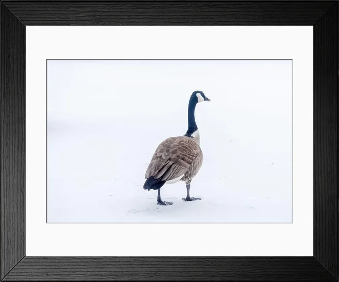 Framed Print : A lone Canada goose seen at a snow covered lot in Edmonton, Alberta, Canada Framed Print : A lone Canada goose seen at a snow covered lot in Edmonton, Alberta, Canada