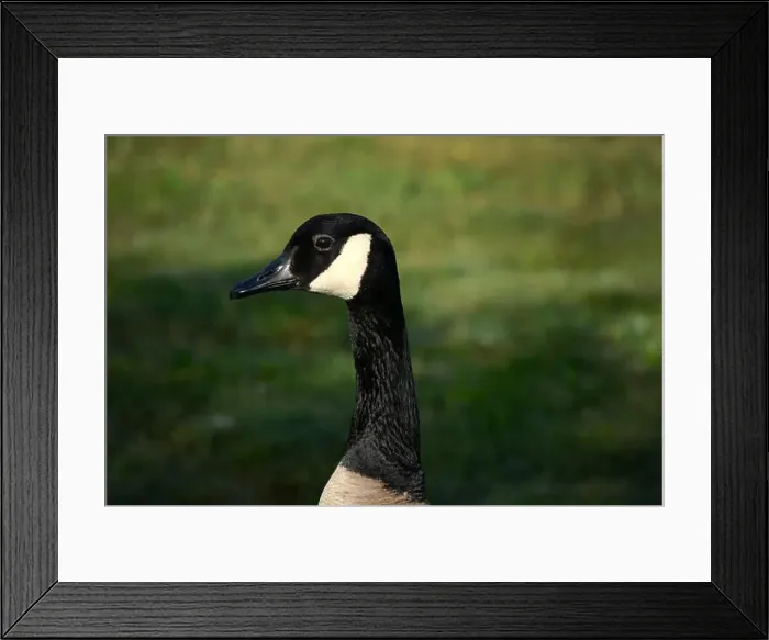 Framed Print : Canada geese (Branta canadenis) in a public park in Flat Rock, North Carolina Framed Print : Canada geese (Branta canadenis) in a public park in Flat Rock, North Carolina