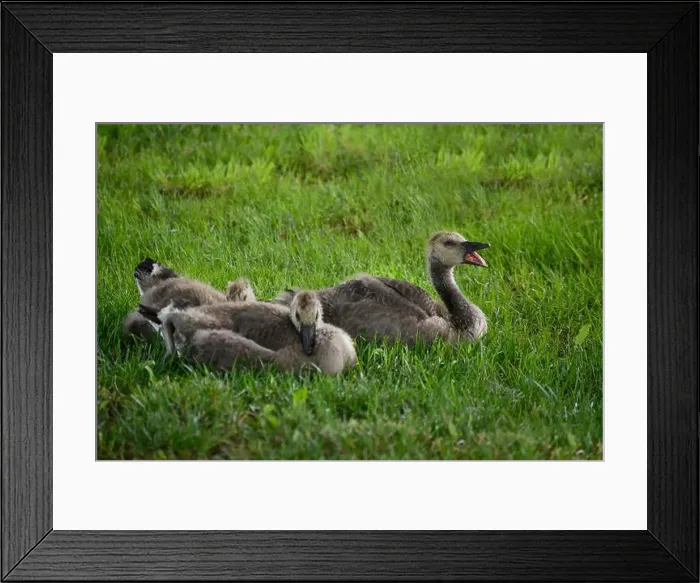 Framed Print : Adult Canada geese and their goslings in a public park in Flat Rock, North Carolina Framed Print : Adult Canada geese and their goslings in a public park in Flat Rock, North Carolina
