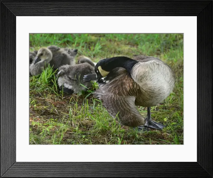 Framed Print : Adult Canada geese and their goslings in a public park in Flat Rock, North Carolina Framed Print : Adult Canada geese and their goslings in a public park in Flat Rock, North Carolina