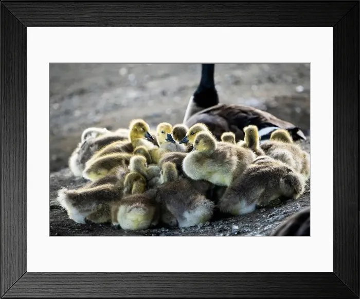 Framed Print : Canada Goose goslings sleeping with parent watching over them Framed Print : Canada Goose goslings sleeping with parent watching over them