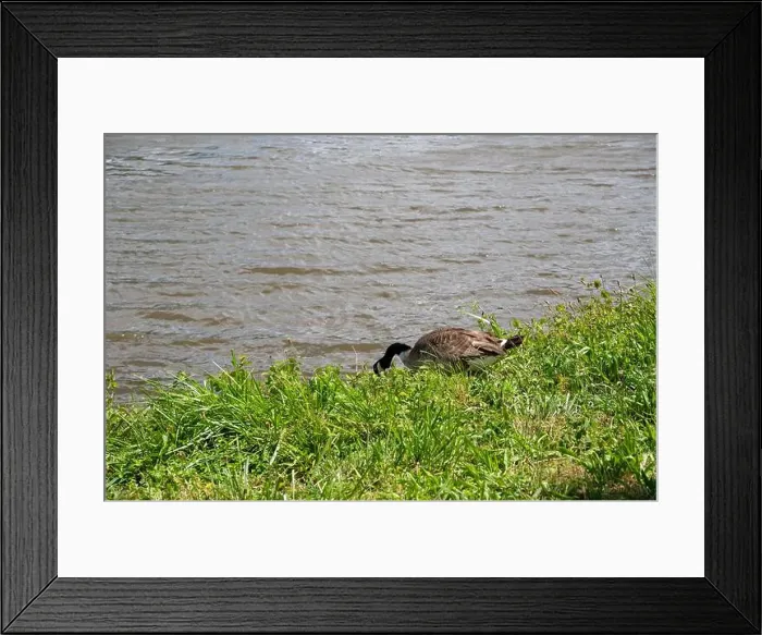 Framed Print : A Canada goose ( Branta canadensis ) in the green grass in the wild, on the bank of a river Framed Print : A Canada goose ( Branta canadensis ) in the green grass in the wild, on the bank of a river