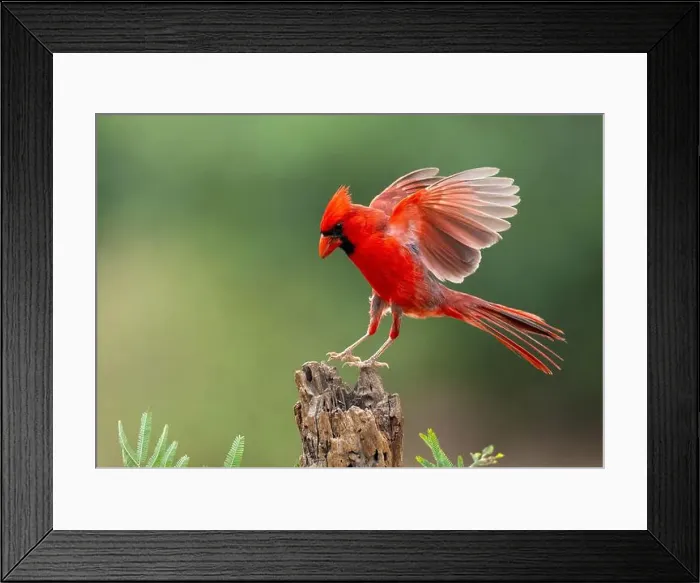 Framed Print : Northern Cardinal (Cardinalis cardinalis) Framed Print : Northern Cardinal (Cardinalis cardinalis)