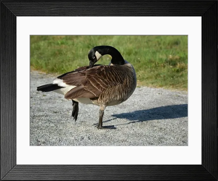 Framed Print : Canada geese (Branta canadenis) in a public park in Flat Rock, North Carolina Framed Print : Canada geese (Branta canadenis) in a public park in Flat Rock, North Carolina