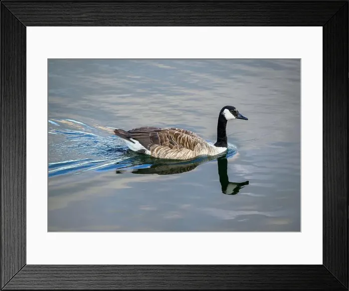 Framed Print : Canada Goose swimming quickly to the shore leaving a water wake behind it, with reflection, taken at Chew Valley lake