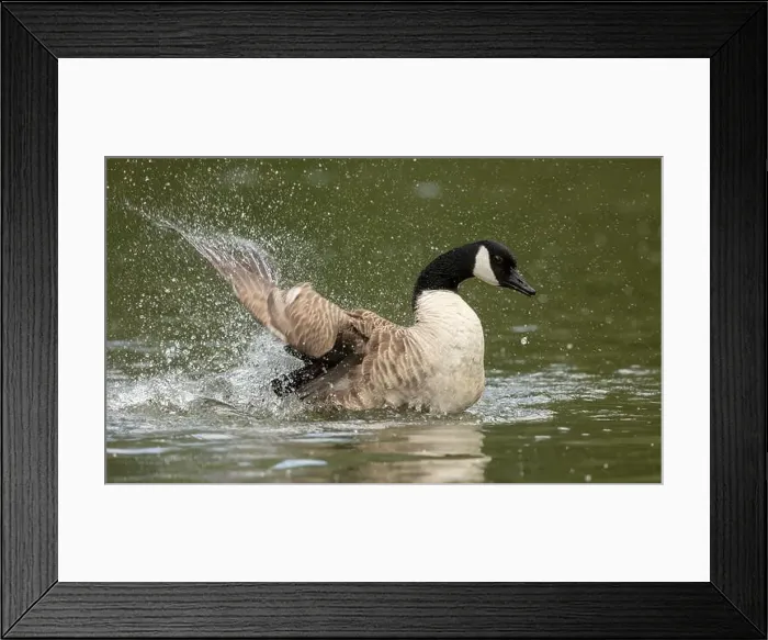 Framed Print : canada goose branta canadensis, common european waterfowl