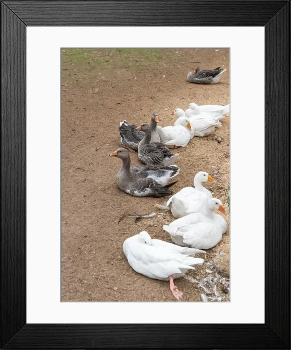 Framed Print : Ducks and geese relax on the ground near the water's edge Framed Print : Ducks and geese relax on the ground near the water's edge