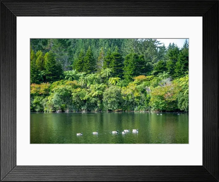 Framed Print : Canada Geese on Lake Mangamahoe - New Zealand Framed Print : Canada Geese on Lake Mangamahoe - New Zealand