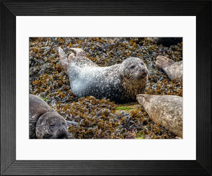 Framed Print : Common harbor seals Phoca vitulina, hauled out resting on rocks with seaweed near Mallaig Scotland Framed Print : Common harbor seals Phoca vitulina, hauled out resting on rocks with seaweed near Mallaig Scotland