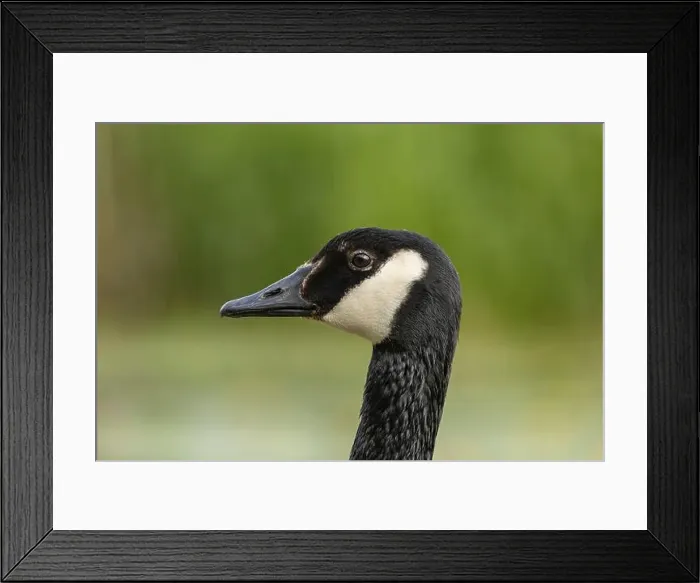 Framed Print : canada goose branta canadensis, common european waterfowl