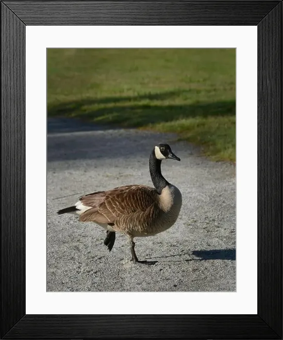 Framed Print : Canada geese (Branta canadenis) in a public park in Flat Rock, North Carolina Framed Print : Canada geese (Branta canadenis) in a public park in Flat Rock, North Carolina