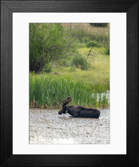 Framed Print : Bull Moose in a River in Rocky Mountain National Park Framed Print : Bull Moose in a River in Rocky Mountain National Park
