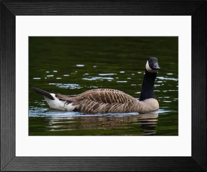 Framed Print : Canada goose swimming in the water Framed Print : Canada goose swimming in the water