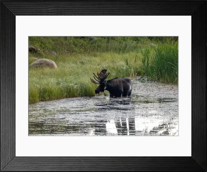 Framed Print : Bull Moose in a River in Rocky Mountain National Park Framed Print : Bull Moose in a River in Rocky Mountain National Park
