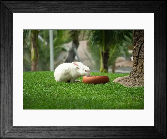 Framed Print : white rabbit picture eating food Framed Print : white rabbit picture eating food