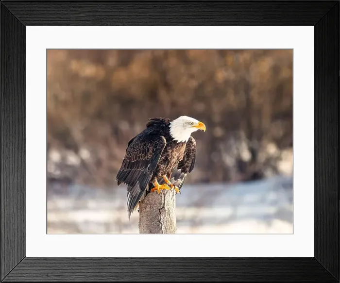 Framed Print : A bald eagle perches on a dead tree in Southern Ontario, Canada Framed Print : A bald eagle perches on a dead tree in Southern Ontario, Canada