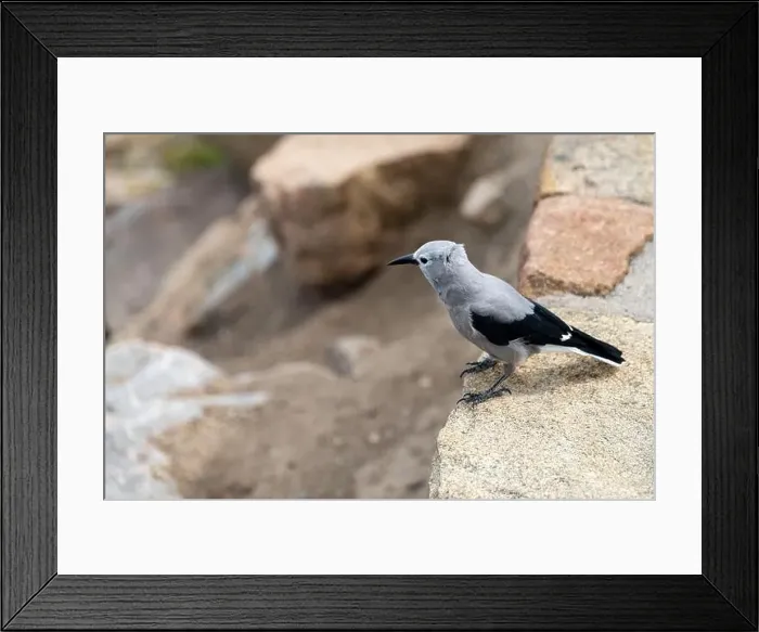 Framed Print : Close up of a Clark's Nutcracker Bird in Rocky Mountain National Park Framed Print : Close up of a Clark's Nutcracker Bird in Rocky Mountain National Park