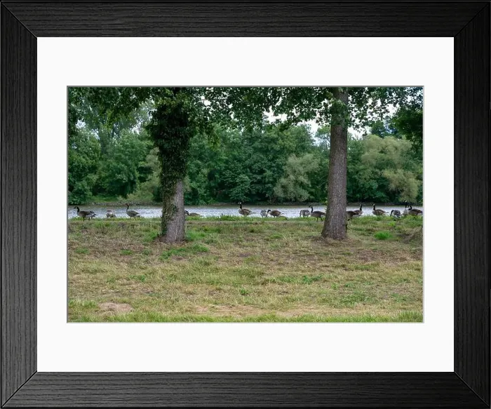 Framed Print : Many Canada geese ( Branta canadensis ) on a green meadow near the river bank Framed Print : Many Canada geese ( Branta canadensis ) on a green meadow near the river bank