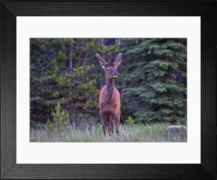 Framed Print : Bull Elk. Jasper Alberta, Canada Framed Print : Bull Elk. Jasper Alberta, Canada