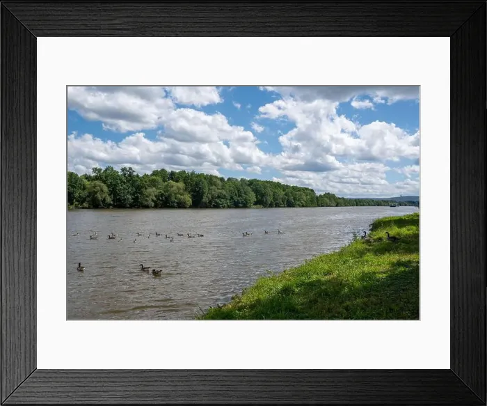 Framed Print : Many Canada geese ( Branta canadensis ) swimming in the water near the river bank with blue sky and clouds Framed Print : Many Canada geese ( Branta canadensis ) swimming in the water near the river bank with blue sky and clouds