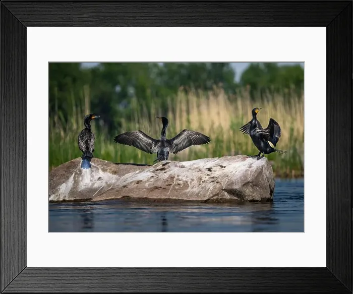Framed Print : Double-crested cormorants spanning their wings to dry on a rock along the St. Lawrence River Framed Print : Double-crested cormorants spanning their wings to dry on a rock along the St. Lawrence River