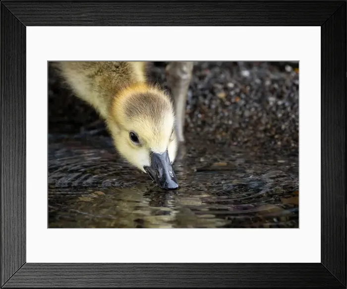 Framed Print : A thirsty Canada Goose gosling drinking in a park along the St. Lawrence River in Canada Framed Print : A thirsty Canada Goose gosling drinking in a park along the St. Lawrence River in Canada