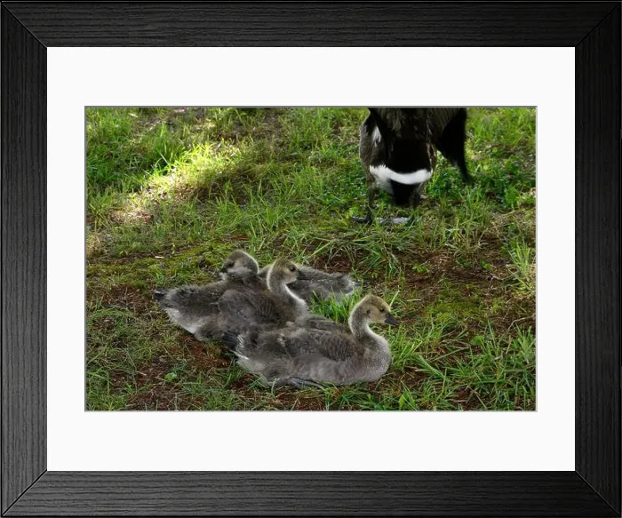 Framed Print : Adult Canada geese and their goslings in a public park in Flat Rock, North Carolina Framed Print : Adult Canada geese and their goslings in a public park in Flat Rock, North Carolina