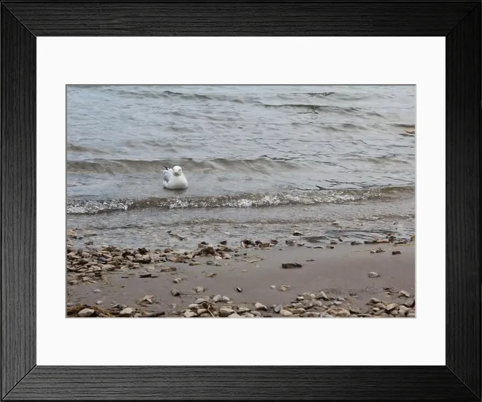 Framed Print : A lone seagull swimming near the Lake Minnewanka Beach, Canada (7 / 29 / 24) Framed Print : A lone seagull swimming near the Lake Minnewanka Beach, Canada (7 / 29 / 24)