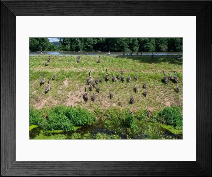 Framed Print : Some Canada geese ( Branta canadensis ) and their chicks run up a slope in a meadow on the river bank Framed Print : Some Canada geese ( Branta canadensis ) and their chicks run up a slope in a meadow on the river bank