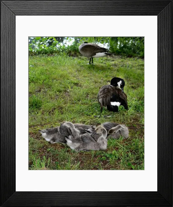 Framed Print : Adult Canada geese and their goslings in a public park in Flat Rock, North Carolina Framed Print : Adult Canada geese and their goslings in a public park in Flat Rock, North Carolina